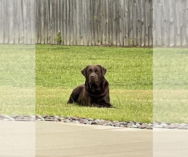 Medium Photo #8  Breeder Profile in LELAND, NC, USA