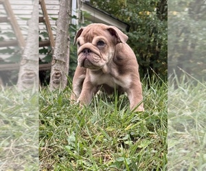 English Bulldog Dog Breeder near ALLIANCE, OH, USA