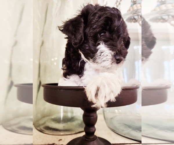 Medium Photo #1  Breeder Profile in HAZLETON, IA, USA