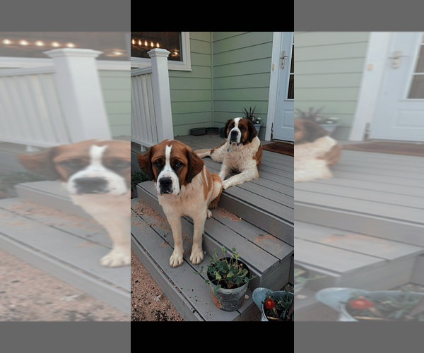 Medium Photo #26  Breeder Profile in OTIS, CO, USA