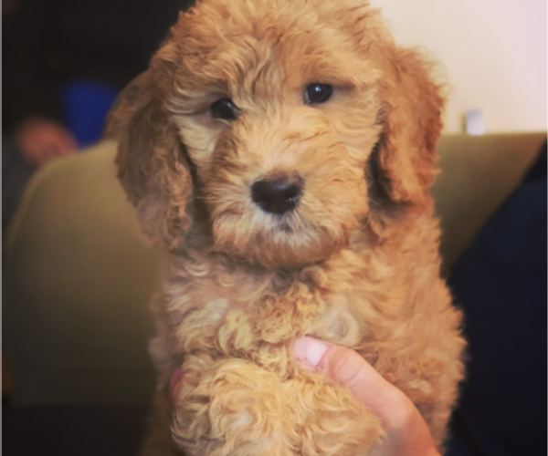 Medium Photo #1  Breeder Profile in PAW PAW, MI, USA