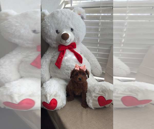 Medium Photo #2  Breeder Profile in DALLAS, TX, USA