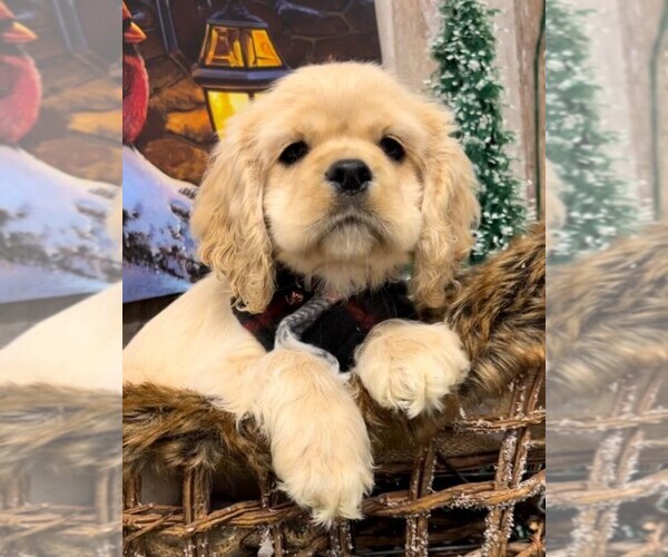 Medium Photo #32  Breeder Profile in Aylmer, Ontario, Canada