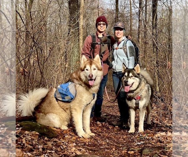 Medium Photo #156  Breeder Profile in FREDERICK, MD, USA