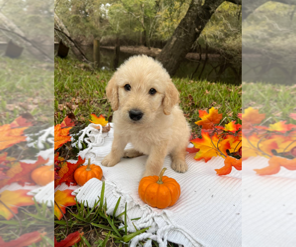 Medium Photo #1  Breeder Profile in BLOOMINGDALE, GA, USA