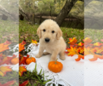 Small breeder photo