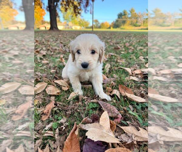 Medium Photo #7  Breeder Profile in MIDDLETOWN, OH, USA