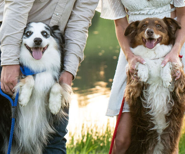 Medium Photo #1  Breeder Profile in AMHERST, VA, USA