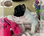 Small #11 Breeder Profile image