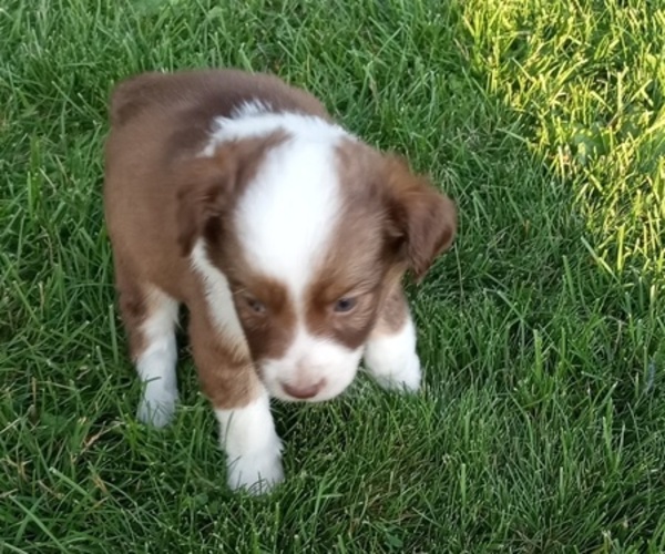 Medium Photo #1  Breeder Profile in BOYCEVILLE, WI, USA