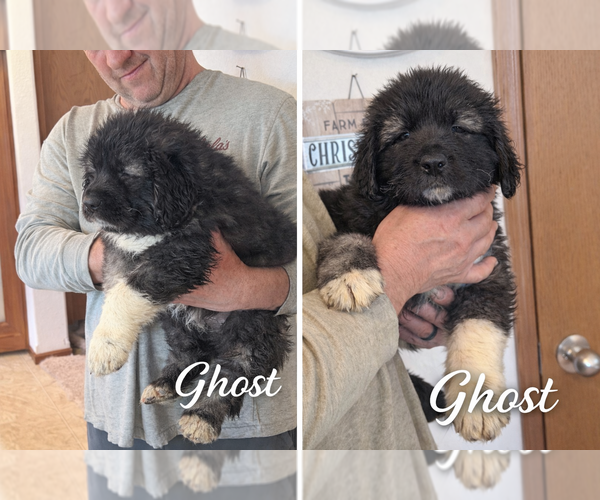 Medium Photo #2  Breeder Profile in AKELEY, MN, USA