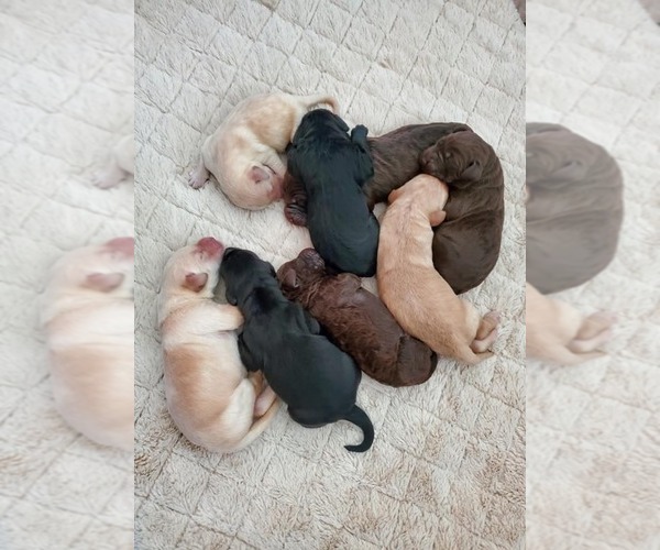 Medium Photo #1  Breeder Profile in LITTLESTOWN, PA, USA