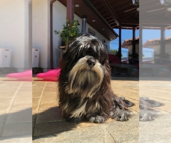 Medium Photo #3  Breeder Profile in REDONDO BEACH, CA, USA