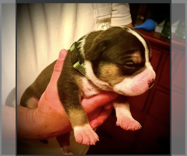 Medium Photo #4  Breeder Profile in FORT MITCHELL, AL, USA