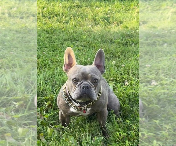 Medium Photo #2  Breeder Profile in BRUNSWICK, MO, USA