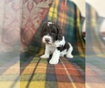 Small #2 Breeder Profile image