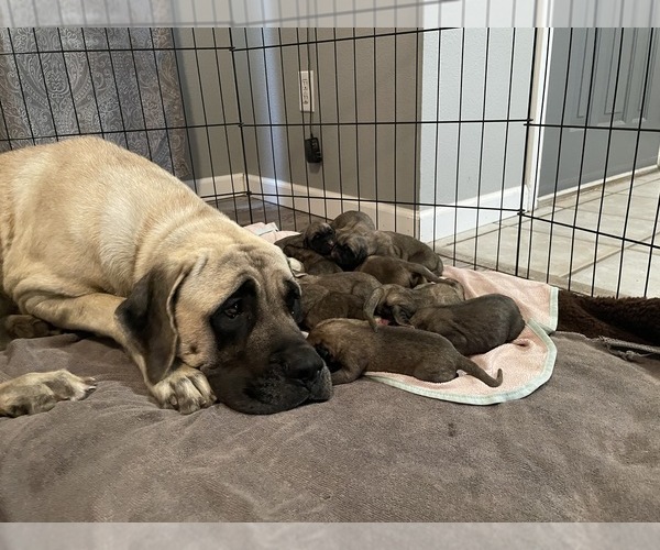 Medium Photo #1  Breeder Profile in KYLE, TX, USA