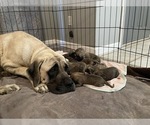 Small breeder photo