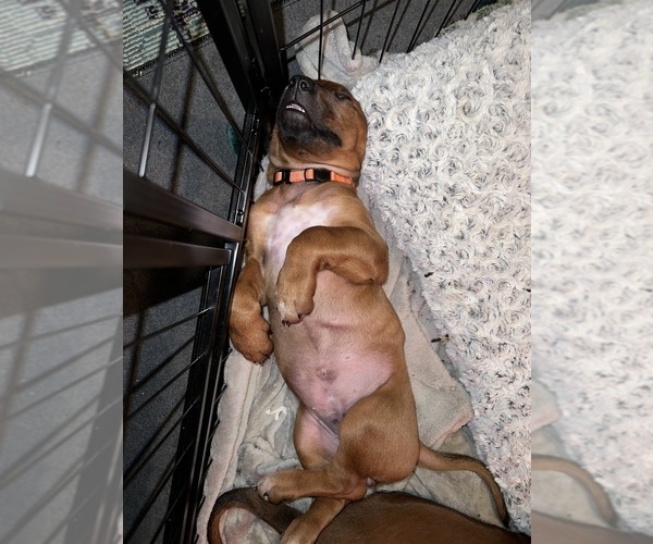 Medium Photo #28  Breeder Profile in MURFREESBORO, TN, USA