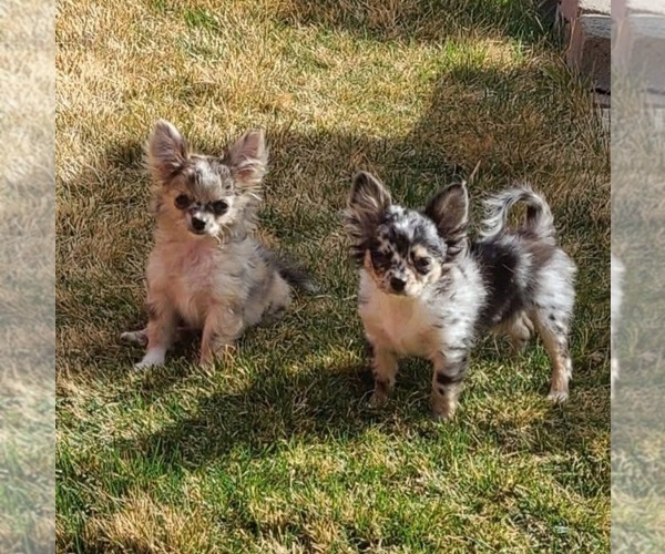 Medium Photo #1  Breeder Profile in BURBANK, SD, USA