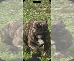 American Bully Dog Breeder near INDIANAPOLIS, IN, USA