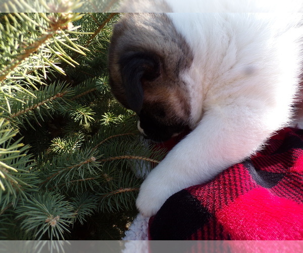 Medium Photo #1  Breeder Profile in PONCA CITY, OK, USA