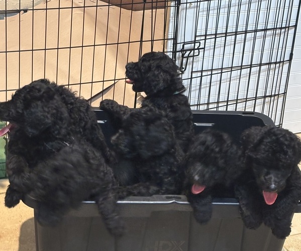 Medium Photo #8  Breeder Profile in JACKSONVILLE, FL, USA