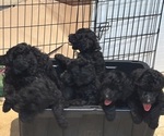 Small #7 Breeder Profile image