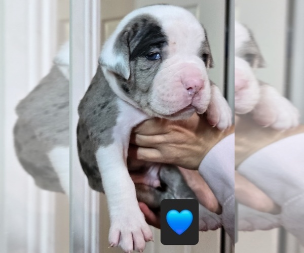 Medium Photo #6  Breeder Profile in SANTA ANA, CA, USA