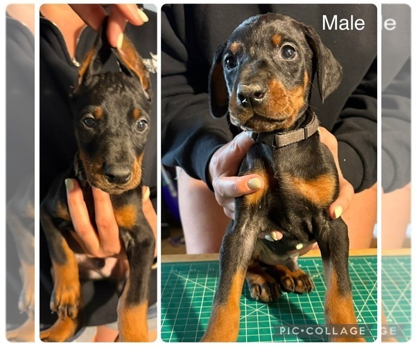 Medium Photo #8  Breeder Profile in KERNERSVILLE, NC, USA