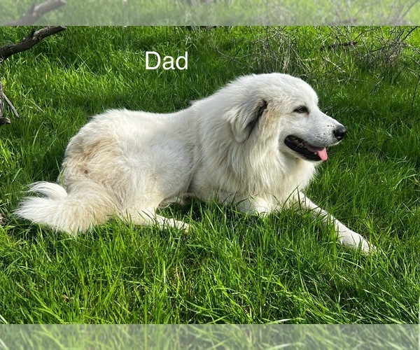 Medium Photo #11  Breeder Profile in LOCKHART, TX, USA