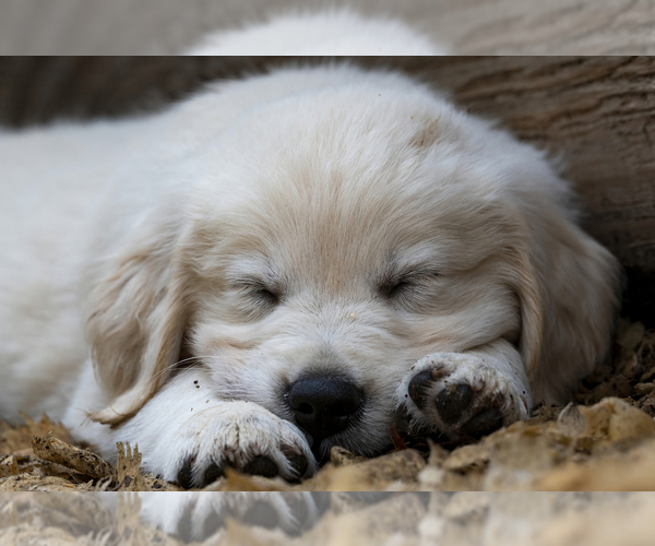 Medium Photo #18  Breeder Profile in ROWLEY, MA, USA