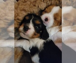 Small breeder photo
