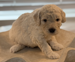 Small #5 Breeder Profile image