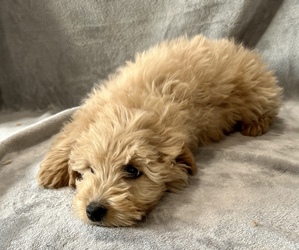 Goldendoodle (Miniature) Dog Breeder near WASHINGTON, IN, USA