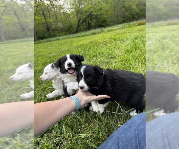 Medium Photo #11  Breeder Profile in SWANNANOA, NC, USA