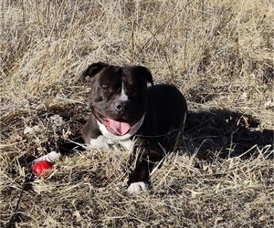 Main photo of American Bully Dog Breeder near DREXEL, MO, USA