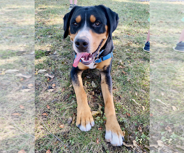 Medium Photo #3  Breeder Profile in ARNOLD, MO, USA