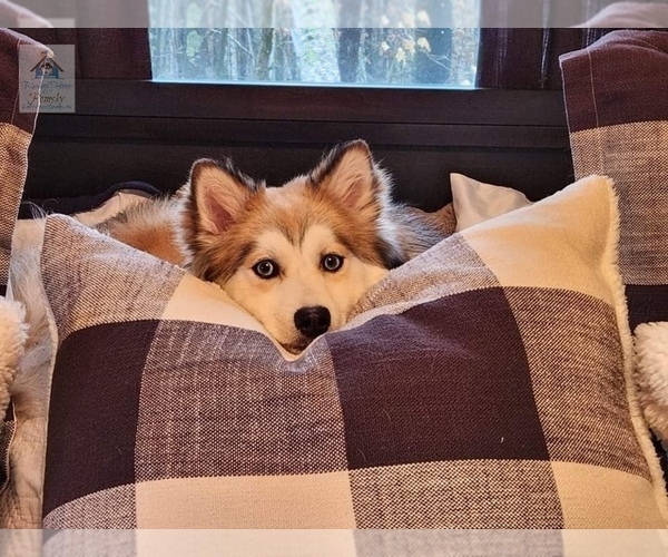 Medium Photo #36  Breeder Profile in BURNS TOWNSHIP, MN, USA