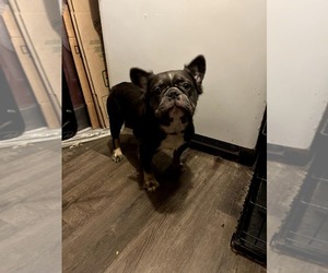 French Bulldog Dog Breeder near SAINT LOUIS, MO, USA
