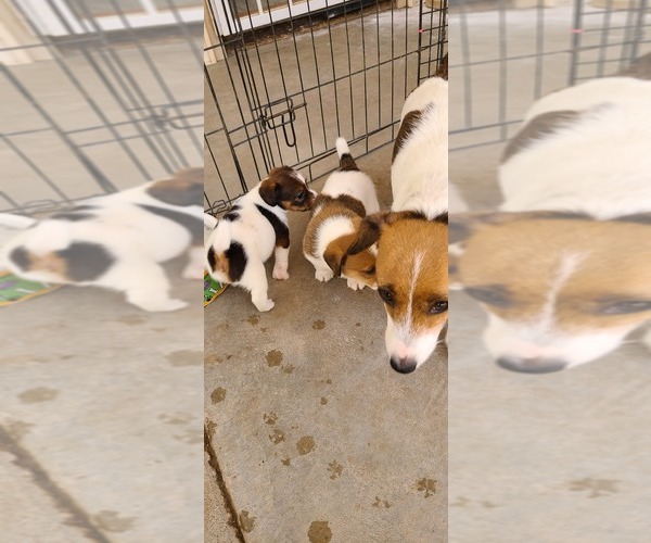 Medium Photo #3  Breeder Profile in PARKER, AZ, USA