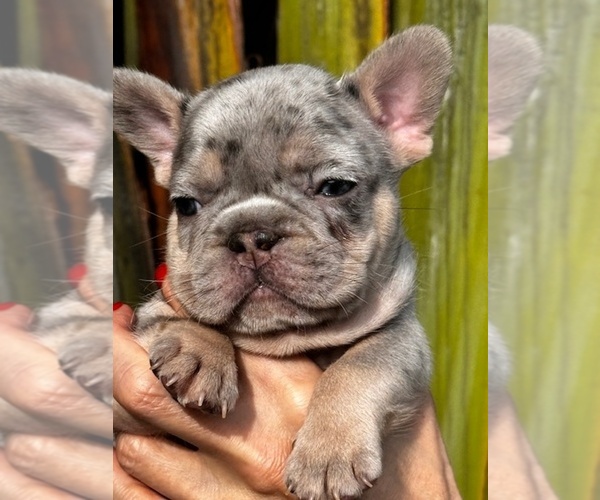 Medium Photo #1  Breeder Profile in TAMPA, FL, USA