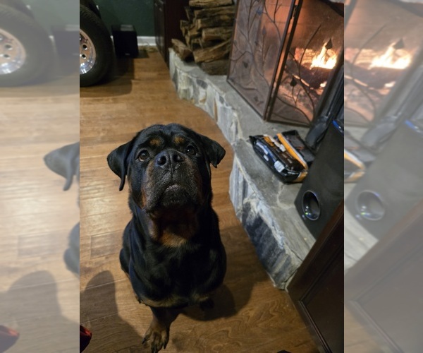 Medium Photo #1  Breeder Profile in SARASOTA, FL, USA