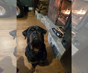 Rottweiler Dog Breeder near SARASOTA, FL, USA