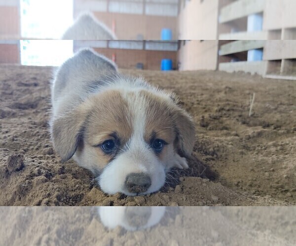 Medium Photo #1  Breeder Profile in INALA, OK, USA