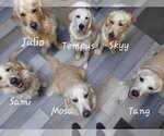 Small breeder photo
