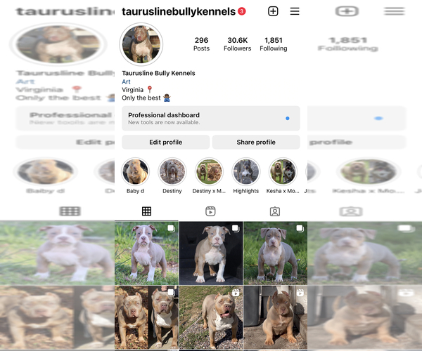Medium Photo #1  Breeder Profile in CHESAPEAKE, VA, USA
