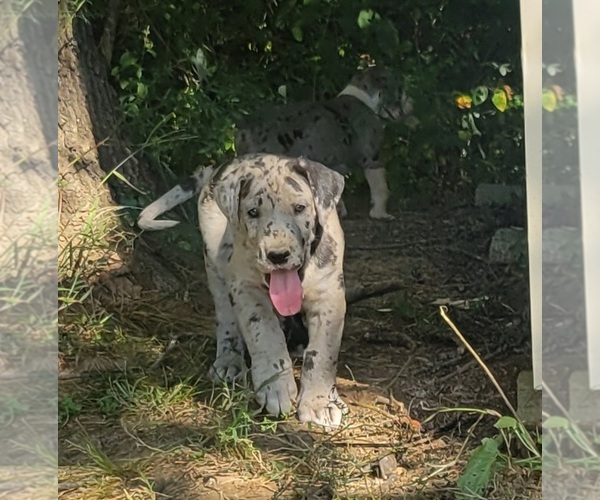 Medium Photo #2  Breeder Profile in HARDINSBURG, IN, USA