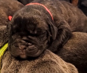 Cane Corso Dog Breeder near ISCHUA, NY, USA