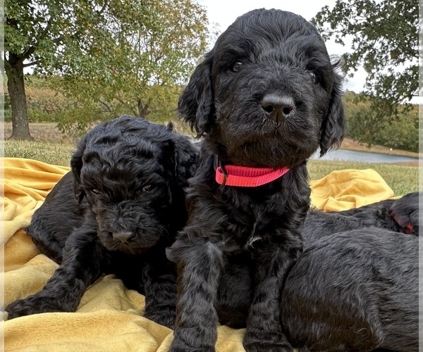Medium Photo #1  Breeder Profile in ROLLA, MO, USA